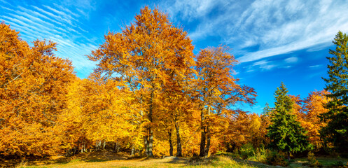 Panorama of Autumn forest  landscape - big yellow orange trees in autumnal forest