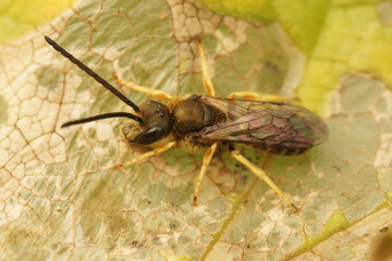 Closeup of a male of the southern bronze furrow bee , Halictus confusus