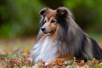 Sheltie im Herbstwald