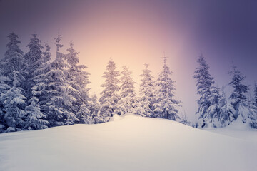 Misty winter landscape with snowy spruces on a frosty day.