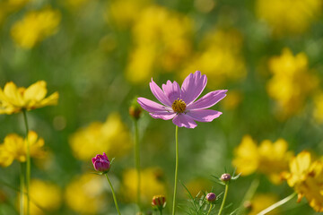 Obraz premium コスモス