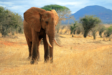 Fototapeta na wymiar Lonely male elephant- red elephants of tsavo 