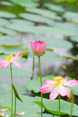 Lotus bud is blooming