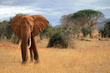 Fototapeta premium lonely male elephant- red elephants of tsavo 