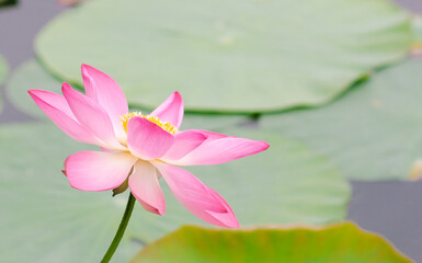 Pink lotus flower
