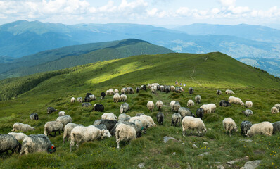 A herd of white sheep in the mountains. Beautiful mountain landscape view.