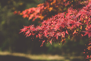 red autumn leaves