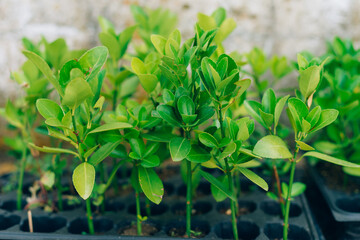 Small green baby plants or baby trees growing in multiple pot.