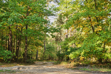 forest road, forest path, road, path, forest, trees, autumn