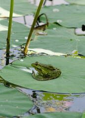 Frog in the pond