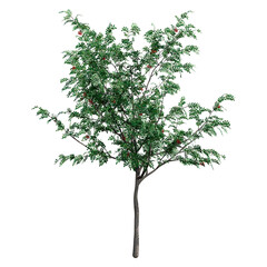 3D Rendering Rowan Tree on White