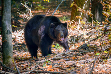 Obraz na płótnie Canvas Wild adult brown bear in autumn forest