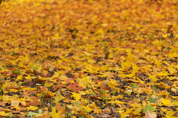 concept of autumn nature park. Yellow fallen leaves on the ground. Background of fallen dry leaves. folliage indian summer