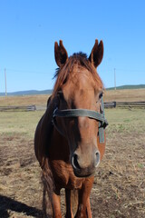 Obraz premium Portrait of shepherd horse with a bridle on a leash