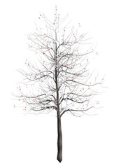 3D Rendering Rowan Tree on White