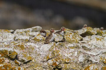 Common Tern (Sterna hirundo) perched on colts at the breeding grounds of a group of chicks