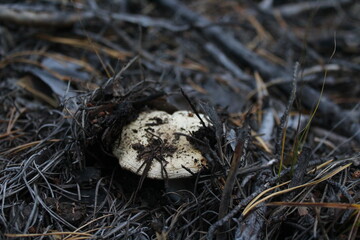 milk mushroom or lump on pine forest floor under fir needles and cones




