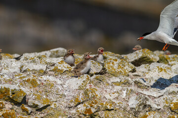 Common Tern (Sterna hirundo) perched on colts at the breeding grounds of a group of chicks