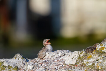 Common Tern (Sterna hirundo) perched on colts at the breeding grounds of a group of chicks