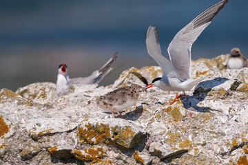 Tern with a fish in its beak while flying. Adult common tern feeding chicks. (Sterna hirundo)