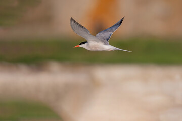 Common Tern (Sterna hirundo) flying in the open sky