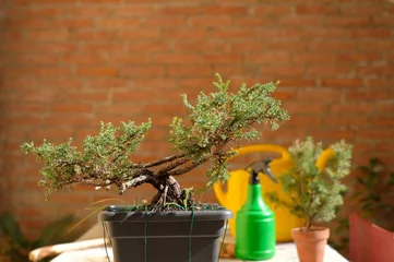 Türaufkleber gardening, preparation of a bonsai © emanuele7100