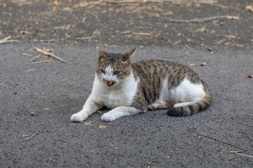 Cat lying on the asphalt