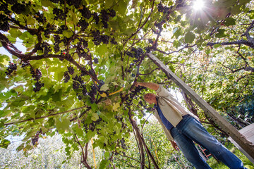Man picking grape in overhead vineyard
