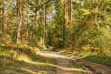Fototapeta premium forest road, forest path, road, path, forest, trees, autumn