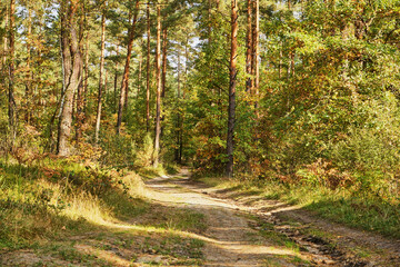 forest road, forest path, road, path, forest, trees, autumn