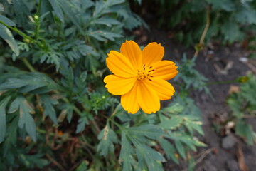 Bright orange flower of Cosmos sulphureus in September