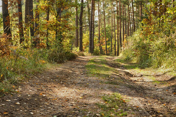 Fototapeta premium forest road, forest path, road, path, forest, trees, autumn