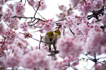 桜とメジロ　目白