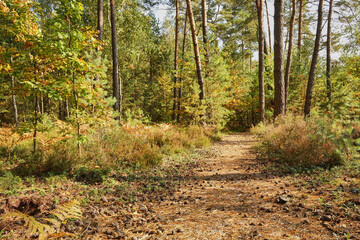 forest road, forest path, road, path, forest, trees, autumn