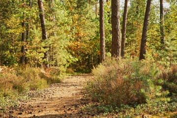 forest road, forest path, road, path, forest, trees, autumn
