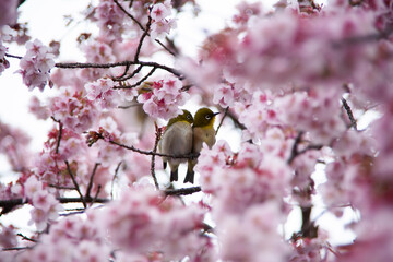 桜とメジロ　目白