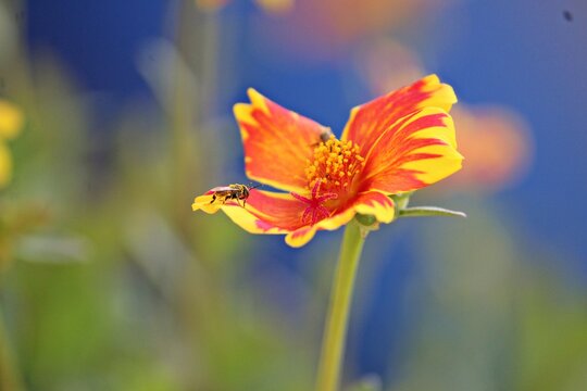 Stingless Bee Visiting The Flower.