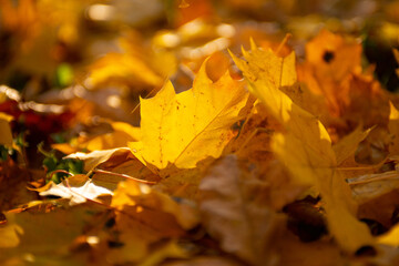 Falling autumn leafs red and orange. Autumn background