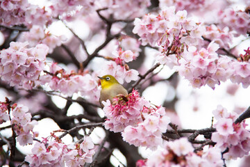 桜とメジロ　目白