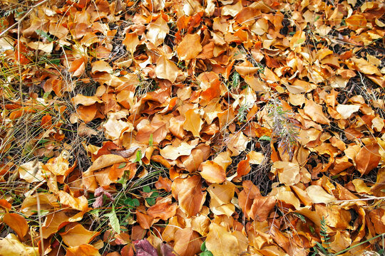 Colorful backround image of fallen autumn leaves perfect for seasonal use. Autumn fall. Golden season