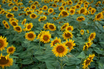 Field of sunflower in the evening