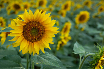 Fototapeta premium Field of sunflower in the evening