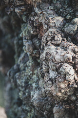 Árbol con textura corteza madera