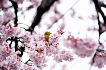 桜とメジロ　目白