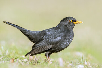 Amsel auf der sonnigen Wiese