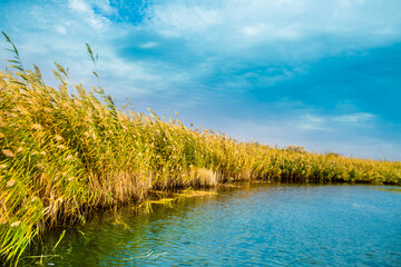 Fototapeta na wymiar Calm wide river, fishing landscape. Reeds and kugai along the river bank. Tranquil pond landscape, beautiful nature.