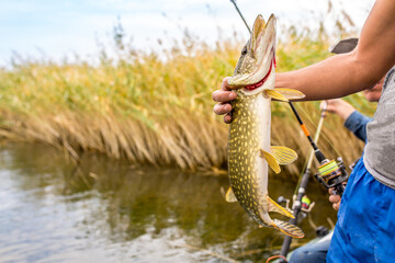 Obraz premium ishing on the river, a fisherman caught a fish. Fishing spinning and nets, male hobby. Commercial fishing.
