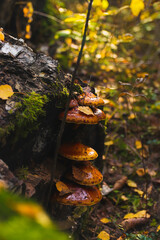 autumn leaves in the forest