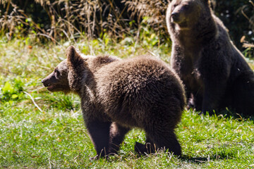 young bears