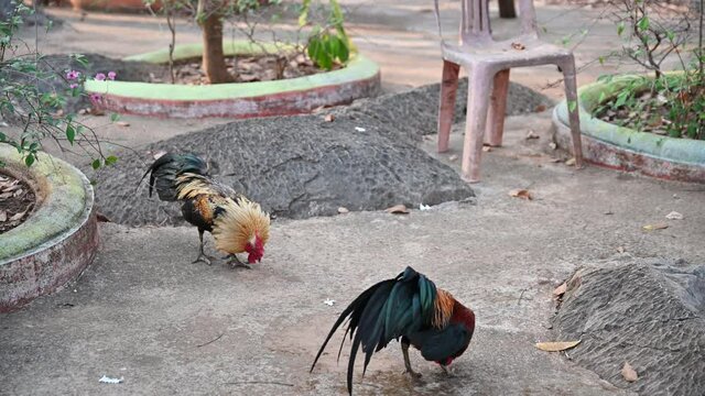 Two young cocks confront fighting and raise